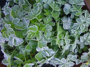 First Frost on Parsley