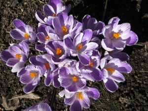 crocus