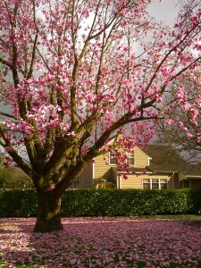 magnolia
