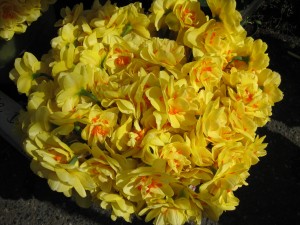 Spring Flowers