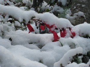 Snow on Flowers