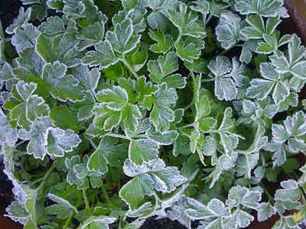 Frosted Parsley